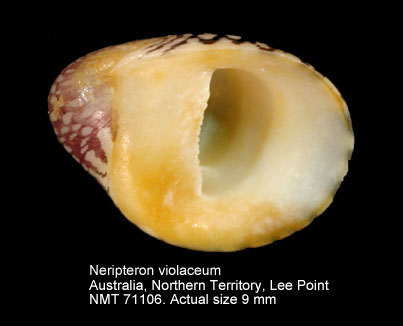 Neripteron violaceum (7).jpg - Neripteron violaceum(Gmelin,1791)